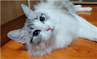 猫咪为什么老背着耳朵呢