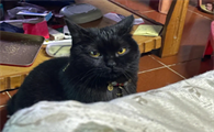 玄猫是纯黑的吗