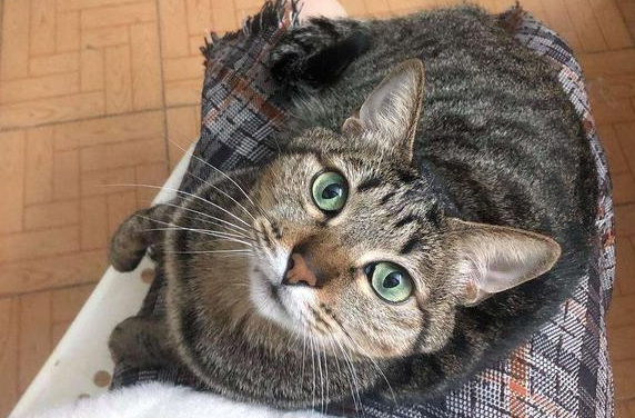 狸花猫一生只认一个主人 狸花猫一生只认一个主人