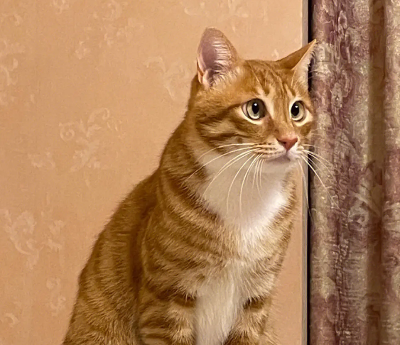 橘猫从小到大的变化图片