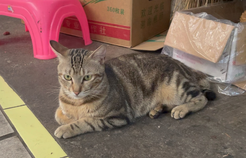 苗疆蛊事虎皮猫大人