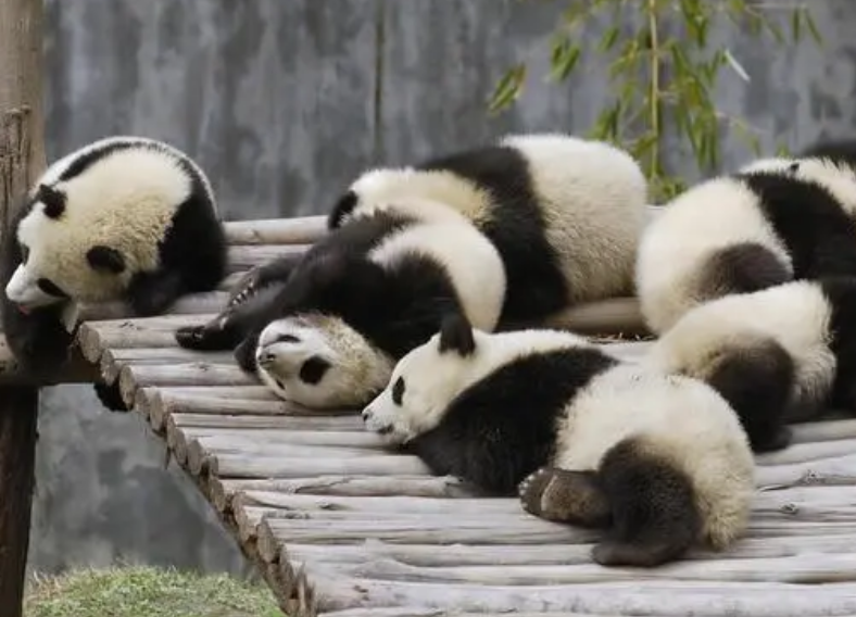 可以家养小熊猫吗