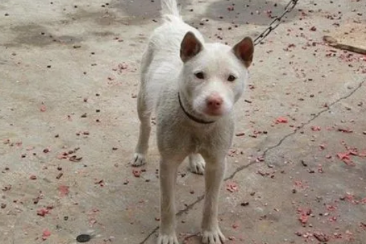 纯种下司犬图片和价格