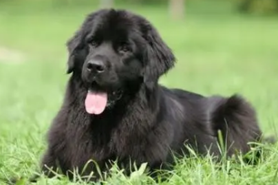 霍夫瓦尔特犬是什么狗？一文告诉你