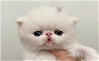 猫咪为什么自己总洗澡呢