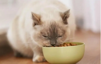 奇鲜猫粮好吗 奇鲜猫粮好吗