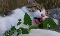 六神花露水对猫咪有影响吗