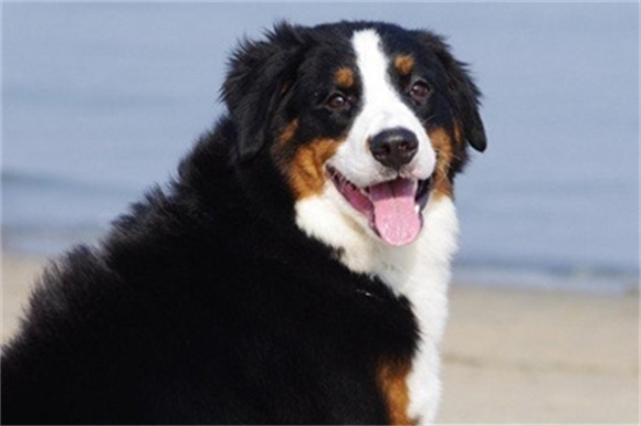 伯恩山犬的缺点优点有哪些？饲养前需了解