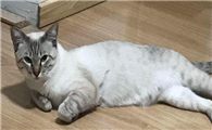 猫咪为什么动作特别怪呢