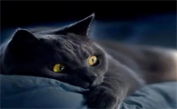 中国玄猫的传说故事
