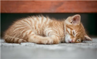 猫咪为什么要躺着睡觉呢