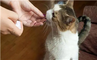 猫咪为什么突然打我脸呢