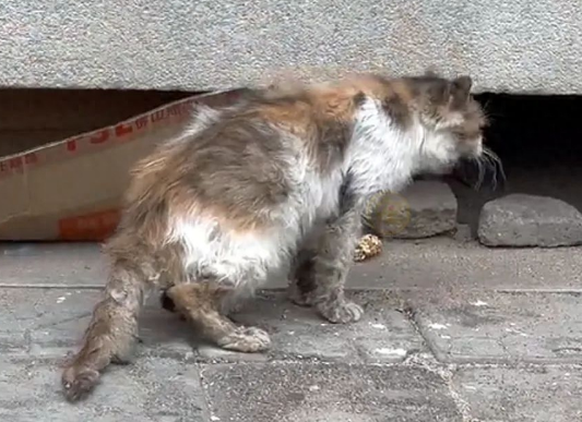 隔着窗户偷看人类的流浪猫,被收养后逆袭成仙女猫 隔着窗户偷看人类的流浪猫,被收养后逆袭成仙女猫