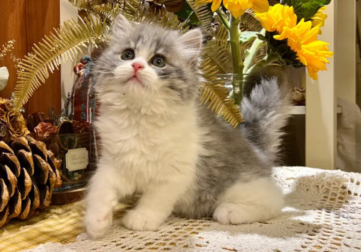 端午高地猫掉毛吗