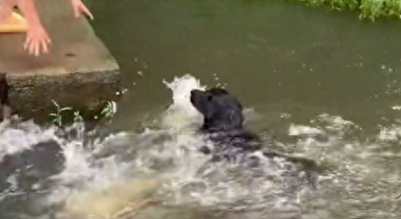 刚把狗狗从河里捞上来，它转身又跳进河里，显眼包又菜又爱玩啊！