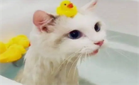 怎么让猫咪听话的洗澡呢