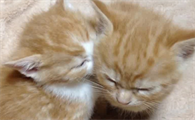 猫咪为什么困了还不睡觉
