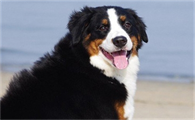 伯恩山犬的缺点优点有哪些?饲养前需了解