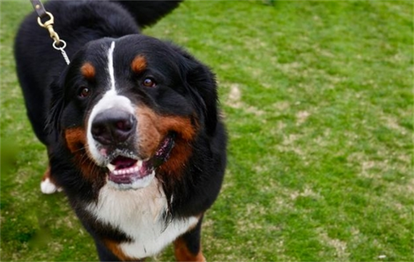 大瑞士山地犬的特点？该犬精力充沛