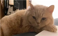 猫咪为什么关灯就安静啊