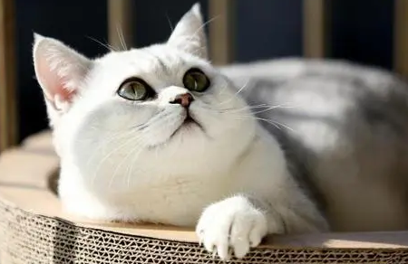 银渐层猫打喷嚏是怎么回事呢 银渐层猫打喷嚏是怎么回事呢