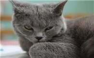 猫咪为什么能看见东西啊