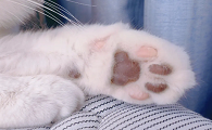 猫咪爪子为什么有异味