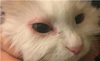 猫咪为什么眼睛痒红啊