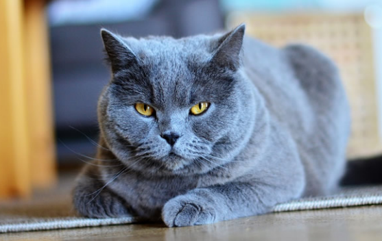 沙特尔猫是短鼻猫吗 沙特尔猫是短鼻猫吗
