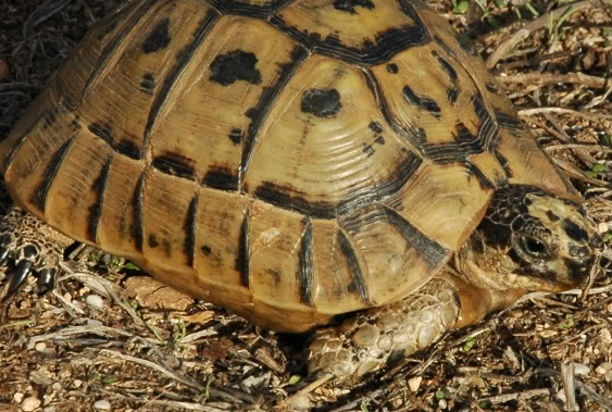胫刺陆龟好养吗