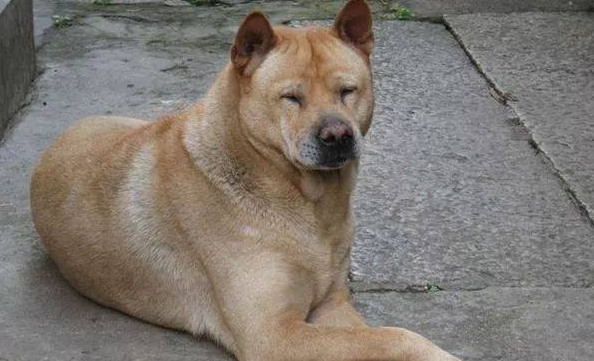 土狗一般多大开始懂人性 土狗一般多大开始懂人性