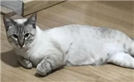 猫咪为什么一直躺玩啊