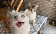 为什么猫咪会这么叫唤