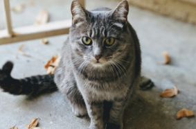 野生狸花猫千万不能养