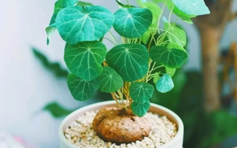 血藤山乌龟的作用与毒性 血藤山乌龟的作用与毒性
