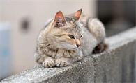 猫咪活泼会孤独吗为什么呢