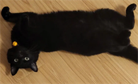 玄猫最大能养多大