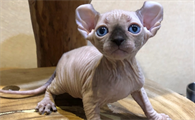 斯芬克斯猫多少钱一只?