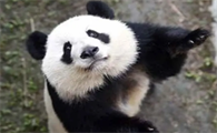 熊猫为什么只有中国有