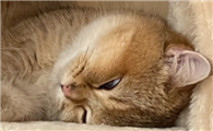 猫咪为什么抱着眼睛睡啊
