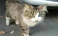 流浪猫养不熟扔掉了