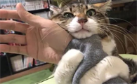 猫咪为什么要抱着小帕子