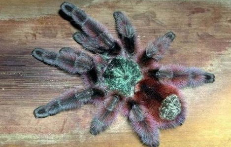 厄瓜多尔紫腿蜘蛛百度百科 厄瓜多尔紫腿蜘蛛百度百科