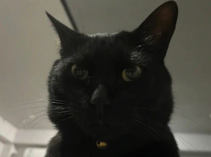 玄猫真的能护主吗 玄猫真的能护主吗