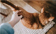 猫咪为什么喜欢追着你打呀