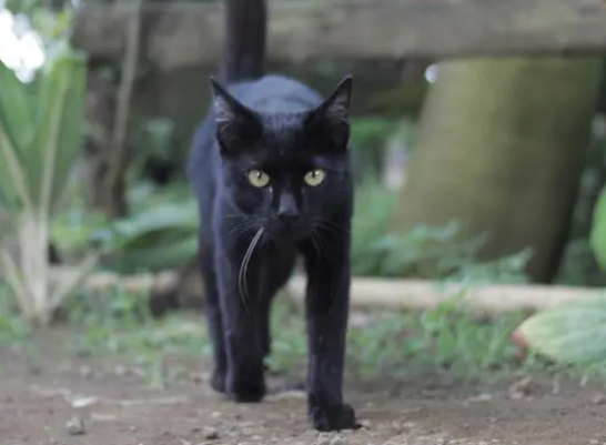 玄猫一般体重多重多少斤-宠物网