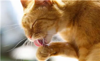 猫咪舌头舔爪子是为什么呢