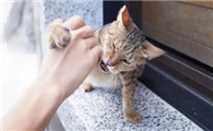 为什么猫咪老是抓住自己呢