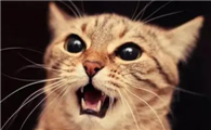 猫咪为什么喜欢一直叫啊