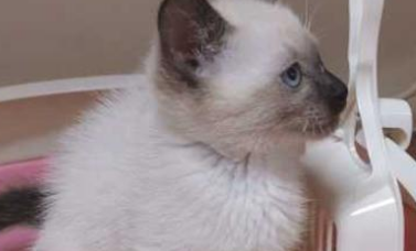 小奶猫肚子鼓鼓的不拉屎 小奶猫肚子鼓鼓的不拉屎